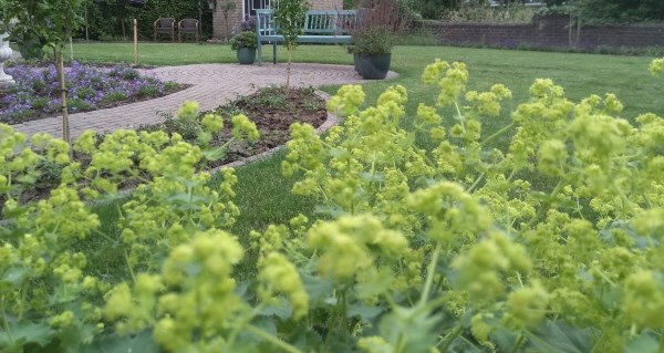 Onkruidvrije tuin in dedemsvaart met TuinID Bremer