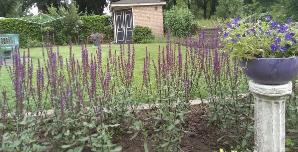 Onkruidvrije tuin in Slagharen met TuinID Bremer