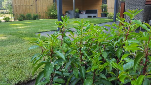 Tuin aanleggen in Oosterhesselen