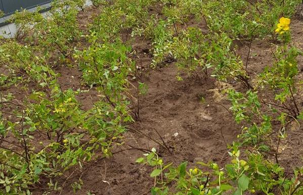 Tuinaanleg door hoveniersbedrijf TuinID Bremer in Hardenberg