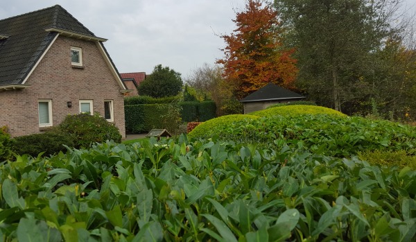 Tuinonderhoud in Westerbork door hoveniersbedrijf TuinID Bremer